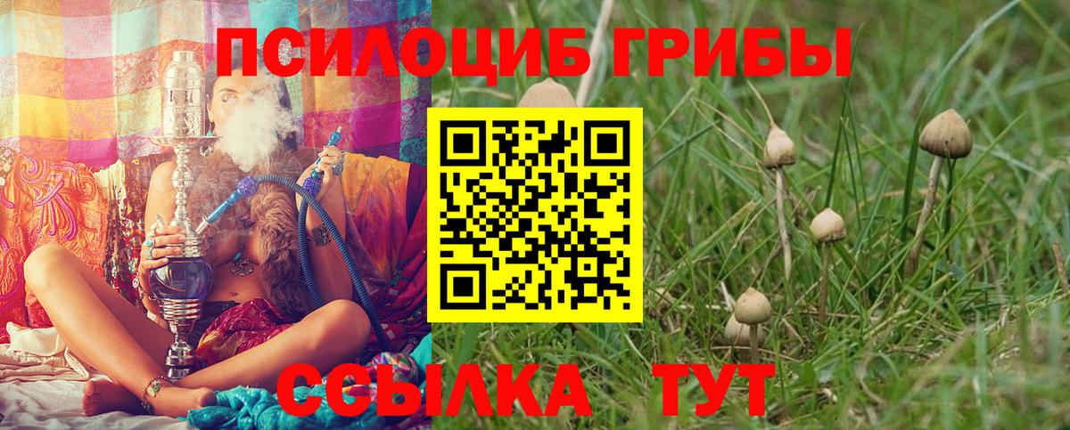 Галлюциногенные грибы Psilocybe Подольск